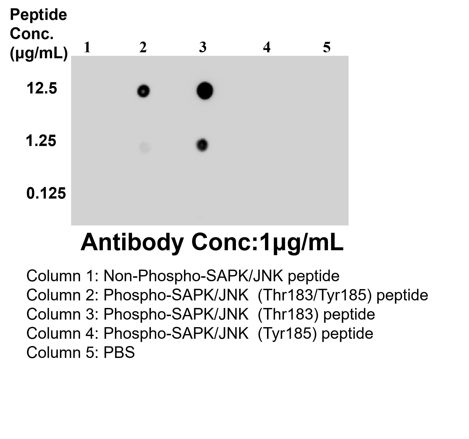 Dot Blot experiment of / using 80435-8-RR (same clone as 80435-8-PBS) Dot Blot experiment of / using Phospho-JNK (Thr183) Recombinant monoclonal antibo (80435-8-RR)